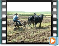 Rae Valley Heritage Association Video - Plowing With a Team of Two Mules