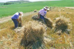 Link to Harvesting/Shocking Working Displays Page of Rae Valley Heritage Association